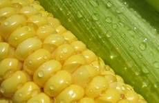 Zentrifugen, Separatoren, Dekanter für die Nahrungsmittelindustrie